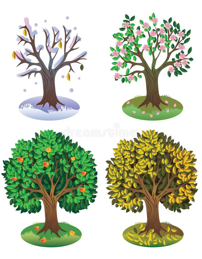Яблоня в разные времена года. Сезонное дерево для детского сада. Сезонное дерево для детей. Дерево в разные времена года.