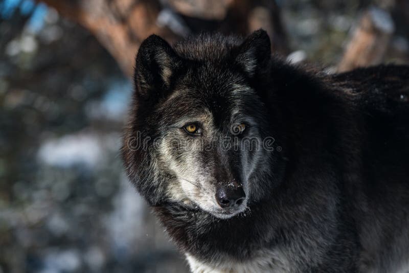 Пристальный взгляд волка тимберса Стоковое Фото - изображение насчитывающей  изумлять, неправильно: 129327456