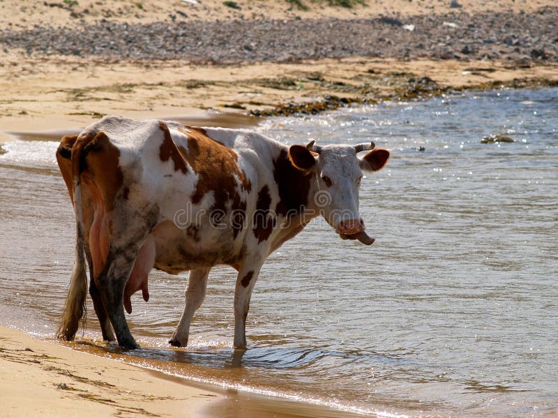 Голодная корова. Корова на берегу. Корова на берегу океана. Корова на берегу моря.