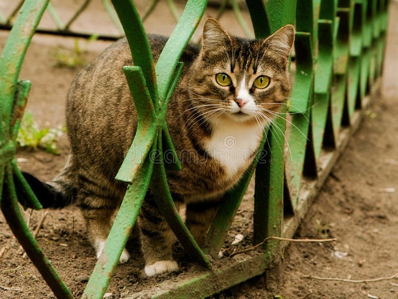 Звуки гуляющих котов. Кошка гуляет. Кот на прогулке. Кот гуляет фото. Желтый котик на прогулке.