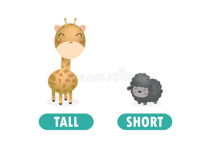 Opposites short. Овечка Жираф. Жираф и баран. Молд Жираф с овечкой. Opposites Tall and short картинки для детей.