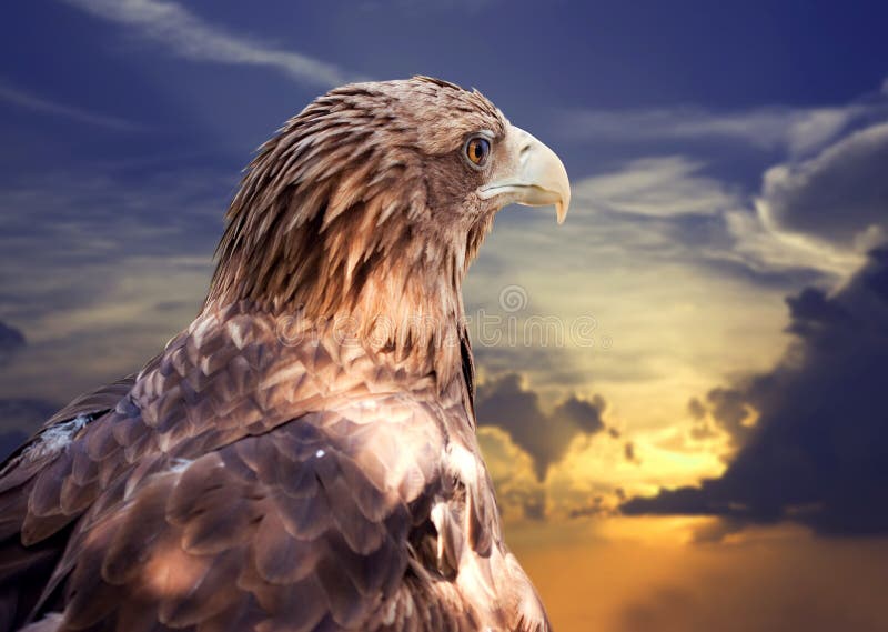 Орел в облаках 6 букв. Орел и солнце. Белохвостый Орел на фоне неба. Орел и солнце высокое качество. Фотообои Орел.