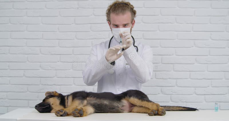 профессиональный ветеринар делает укол собаке в бедро. видеоматериал -  Видео насчитывающей впрыска, пациент: 227514680