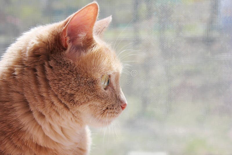 Кот в профиль