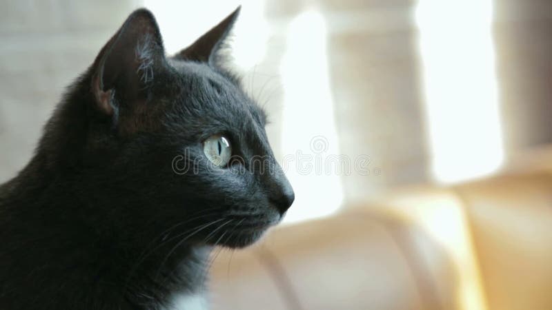 профиль черного кота видеоматериал. Видео насчитывающей интересно - 66443264