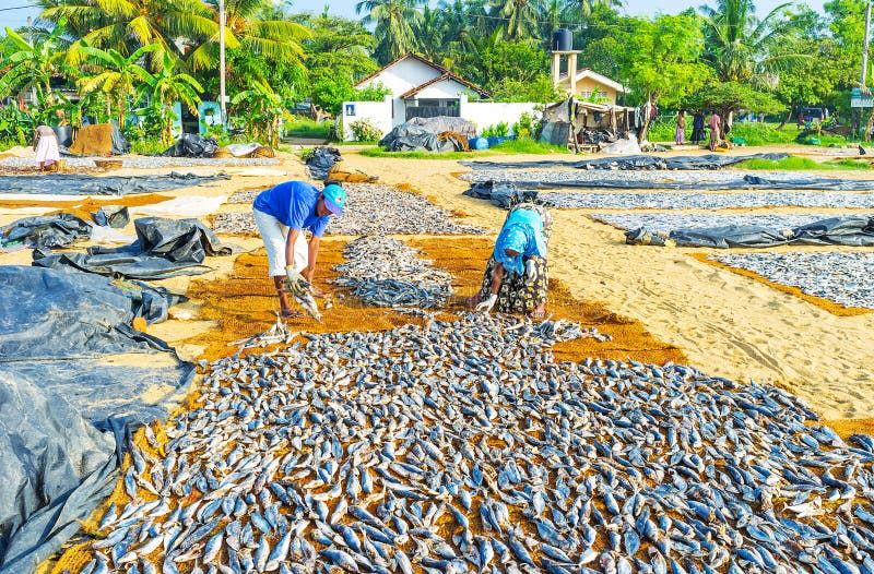 Рыба на шри ланке. Рыбный рынок Негомбо. Негомбо рынок. Сушеная рыба Шри Ланка. Рыбы на Шри Ланке фото.