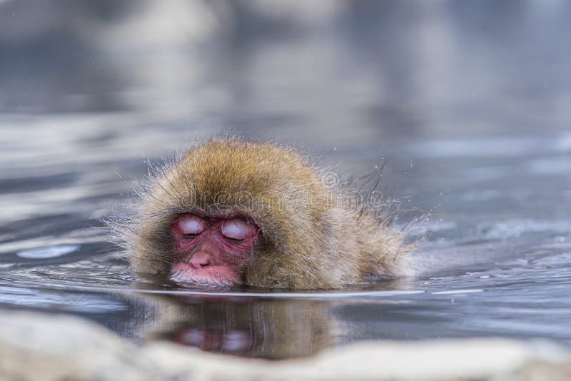 Обезьяна плавает. Японские макаки в горячих источниках зимой. Обезьяна купается. Снежные обезьяны. Купание обезьяны в теплой все песни
