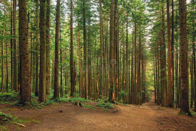Путь через сосновый лес, естественный внешний фон Стоковое Фото -  изображение насчитывающей хобот, сосенка: 165317748