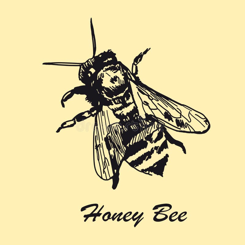 Отношения между крапивницей и домашней пчелой. Пчела скетч. Пчеломатка эскиз. Пчелы ретро арт. Оса картинка Винтаж.