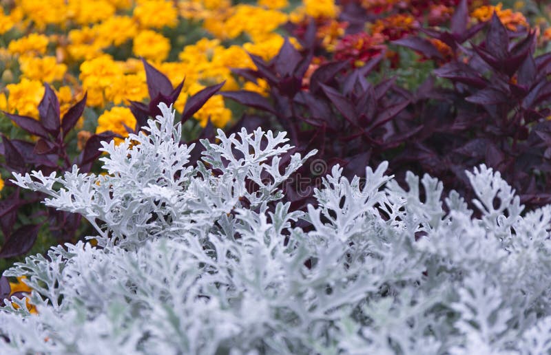 Цинерария серебристая Dusty Miller