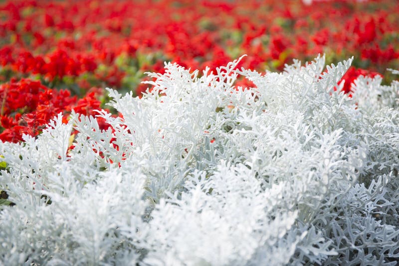 Цинерария серебристая Dusty Miller