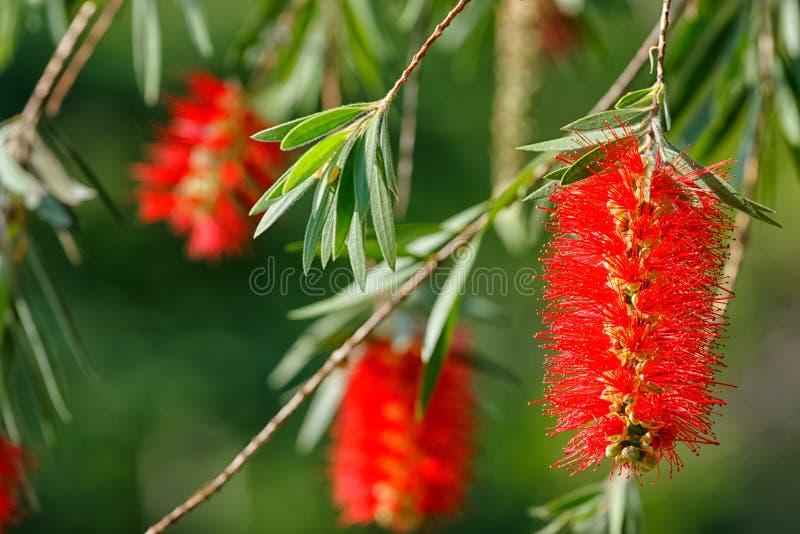 Bottle Brush растение