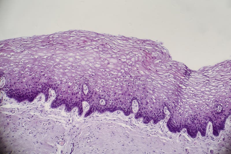 Под микроскопом смотрят шейку Animal Tissues Review: Epithelial Tissue Flashcards Quizlet