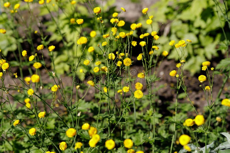 Ranunculus aconitifolius