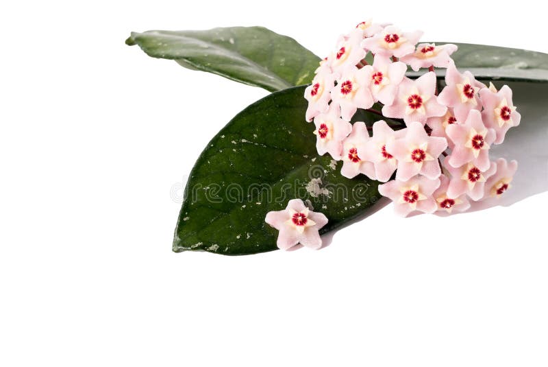 Хойя на белом фоне