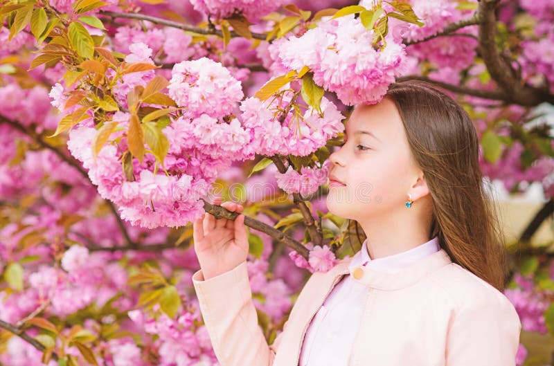 Blooming Sakura