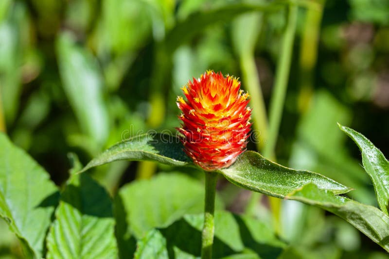 Globe Amaranth С†РІРµС‚РѕРє