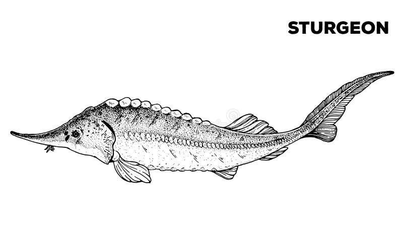 рисунок рыб осетровых. векторная иллюстрация. элемент дизайна морепродуктов...