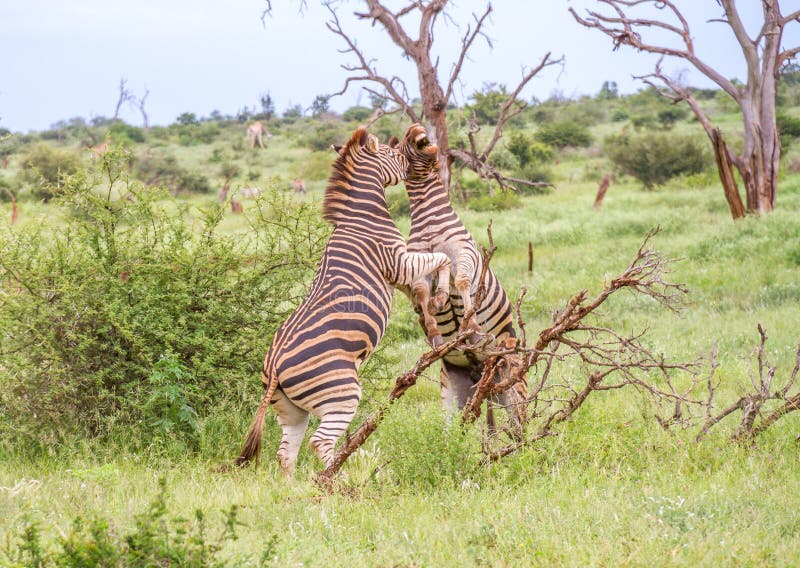 Спаривание зебр!Zebra mating big Zebras make Love.. Как спариваются зебры.