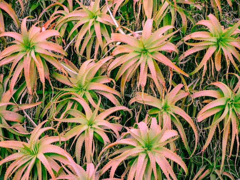 Розовый алоэ. Алоэ Пинк Блаш. Алоэ розовый румянец. Pink blush Hybrid Aloe.