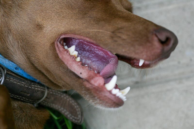 рот собаки с острыми белыми зубами. собачий рот закрывается. вид с боковой  стороны собаки. Стоковое Фото - изображение насчитывающей взорвать, сонно:  234332268