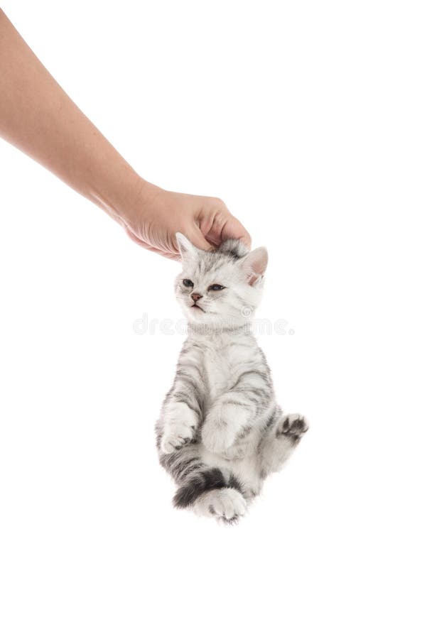 Резиновая рука для кота. Кота держат за шкирку. Котенок на руках. Кота держат на руках. Держит котов за шкирки.