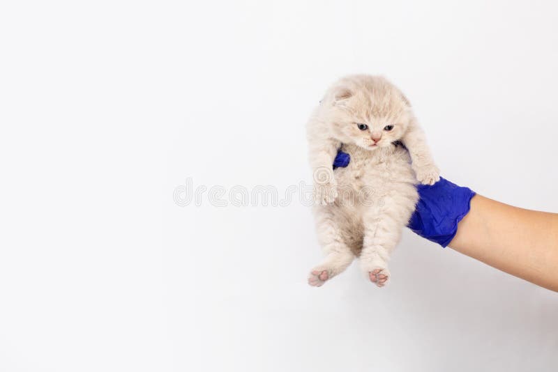 Кот на коте. К чему снится маленький котёнок женщине на руках красивый. Человек держит котенка в руках. Кота держат на руках. Кот на руках.