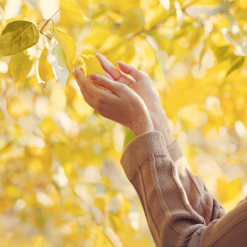 Bright Bouquet of Autumn Maple Leaves in Female Hands Stock Photo - Image of lea