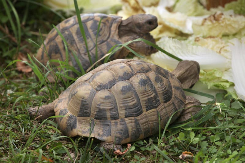 Turtle на русский. Agrionemys horsfieldii. Среднеазиатская черепаха рахит. Agrionemys (Testudo) horsfieldi. Средиземноморская черепаха Никольского.