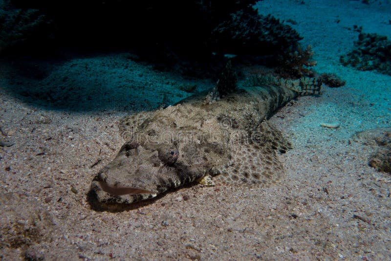 Рыба крокодил в красном море
