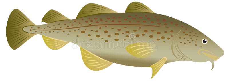 Тресковая рыба 6 букв. Рыба треска рисунок. Популярная рыба на Дону. Рыба в Анапе. Картинки рыба на кухне.