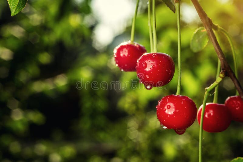 Из окна были видны стволы вишен. Стебель вишни. The Cherry Orchard. К чему снится вишня на дереве спелая крупная для женщины. В саду выросла Вишенка.горошина начала расти..