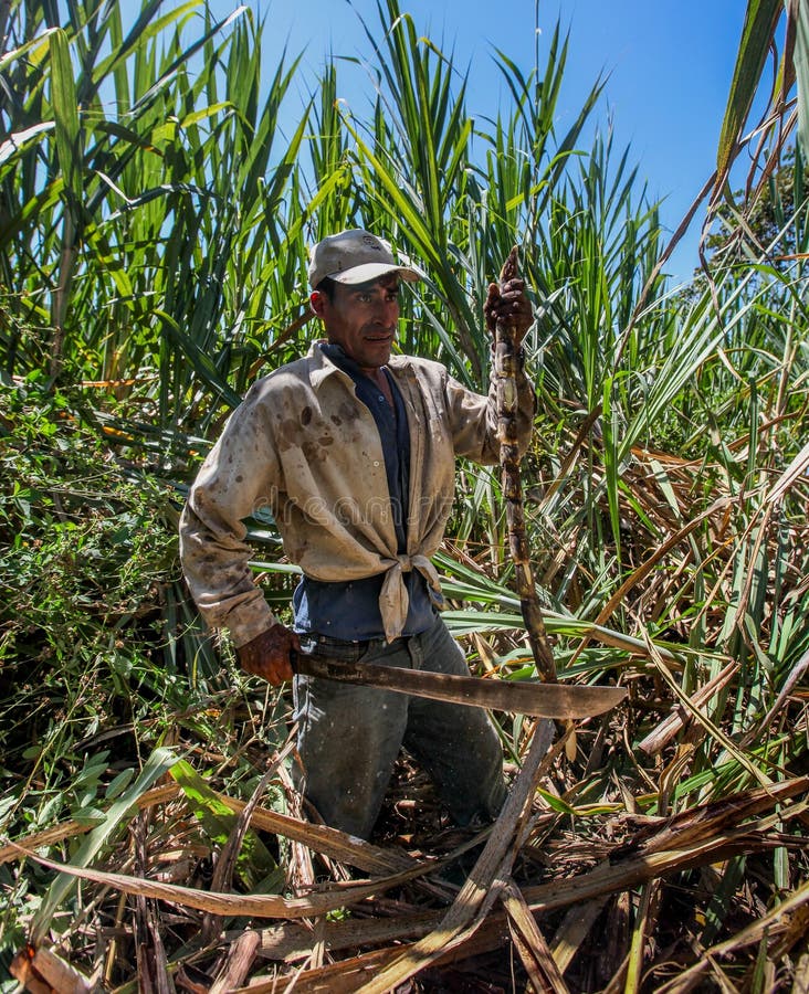 Сахарный тростник в австралии. Куба сахарный тростник плантации. Бразилия плантации сахарного тростника мачете. Доминиканская Республика сахарный тростник. Плантации сахарного тростника на Кубе.