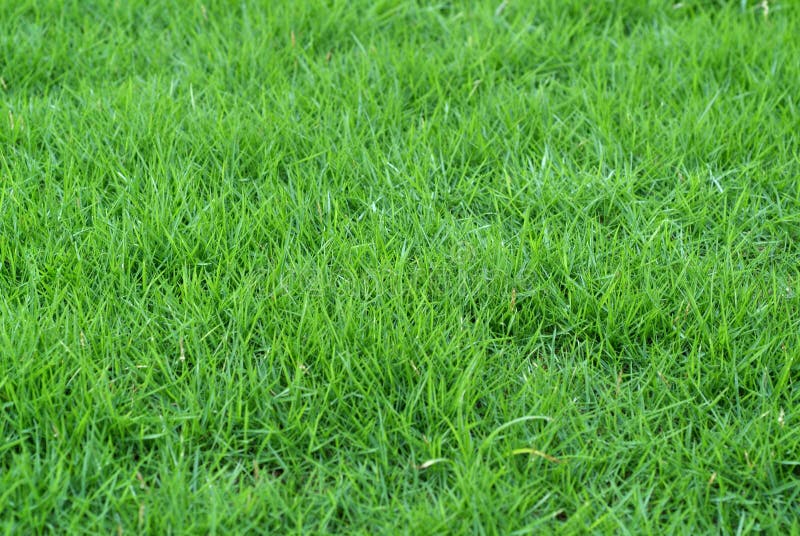 зеленый цвет травы стоковое фото. изображение насчитывающей конспектов -13444388