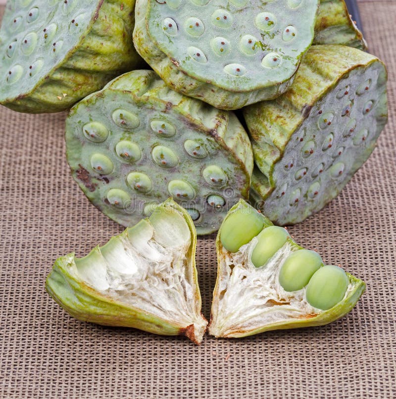 Free Images : water, nature, group, white, fruit, sweet, leaf, seed, round, flow