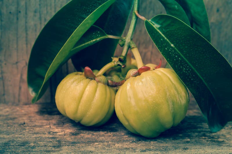 Garcinia atroviridis