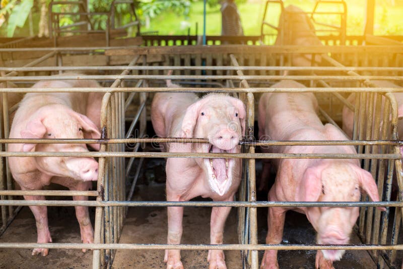 Мясная ферма говядина. Хапи мит верм. Happy meat farms что. Happy meat farms что. Happy meat farms что.