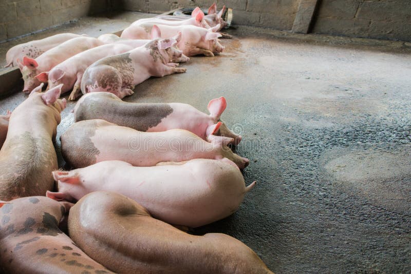 Среди свиней. Спящие свиньи. Купание свиней на ферме. Ферма вьетнамских свиней. Свинья моется.