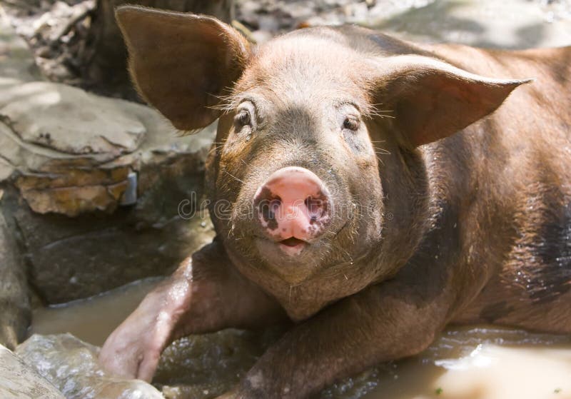Грязный поросенок картинки