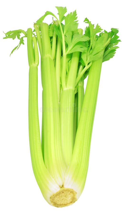 Цветной сельдерей. Сельдерей Fresh. Сельдереевый цвет. Celery stock.