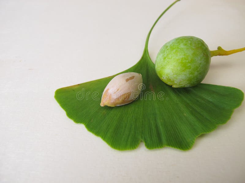 Семена гинкго или орехи и лист с дерева Стоковое Изображение - изображение  насчитывающей гайка, гинкго: 197197995