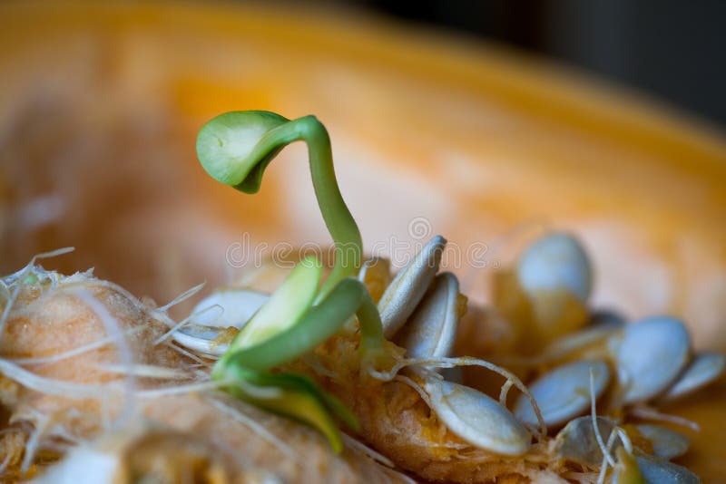 Как прорастить семена тыквы