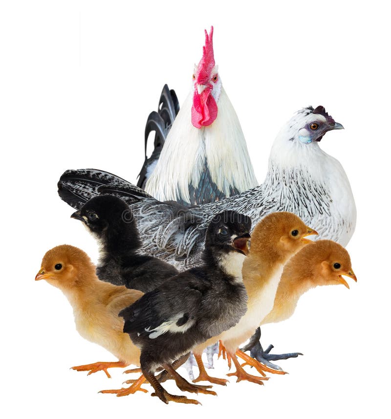 Куриная семья фото на прозрачном фоне. Занятие 2-3 семья курицы. Клипарт фото куриная семья.