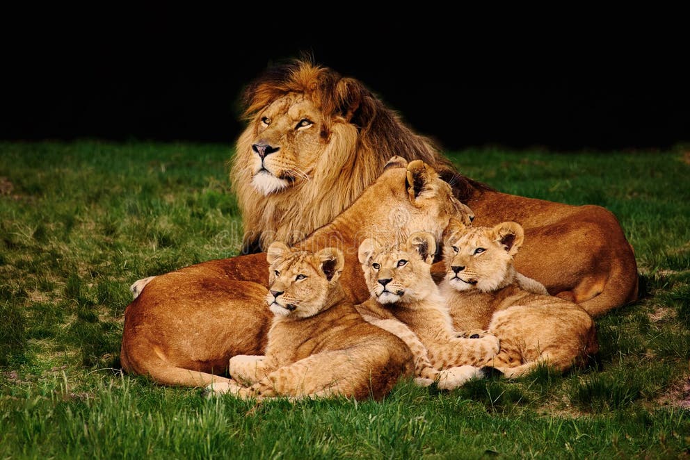Snuggled - Orangutans Wild safari animals, Lion family, Wild safari
