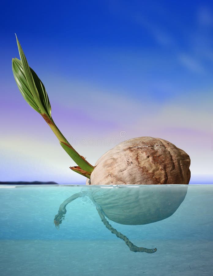 Семя кокоса перемещаясь на море Стоковое Фото - изображение ...