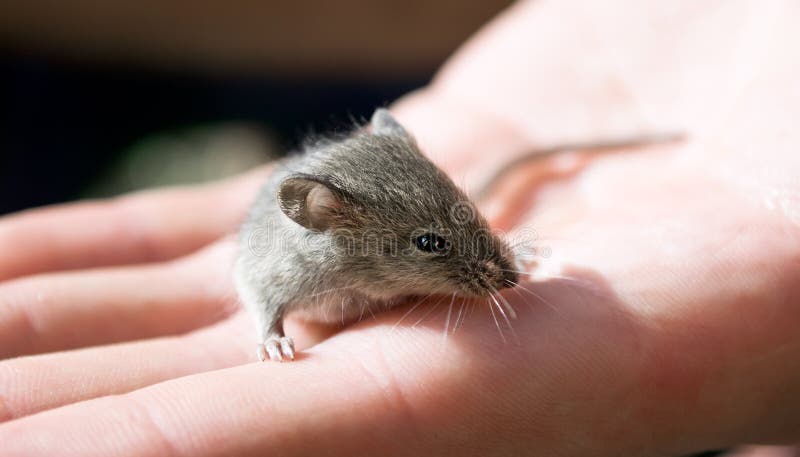 Секреты серой мыши. Серая мышь. Мышонок на ладошке. Серенькую мышку с присоской. Маленький серый мышонок розенперес.