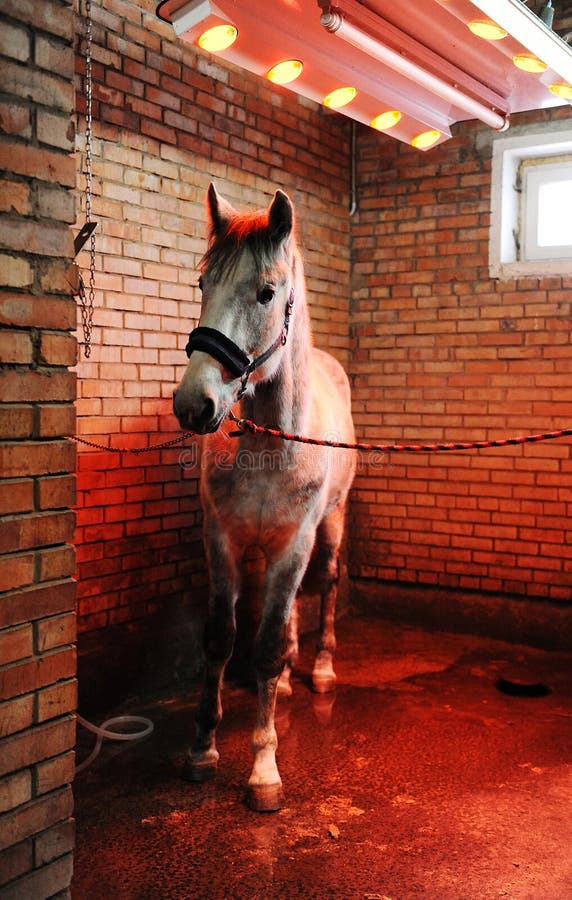 Солярий для лошадей