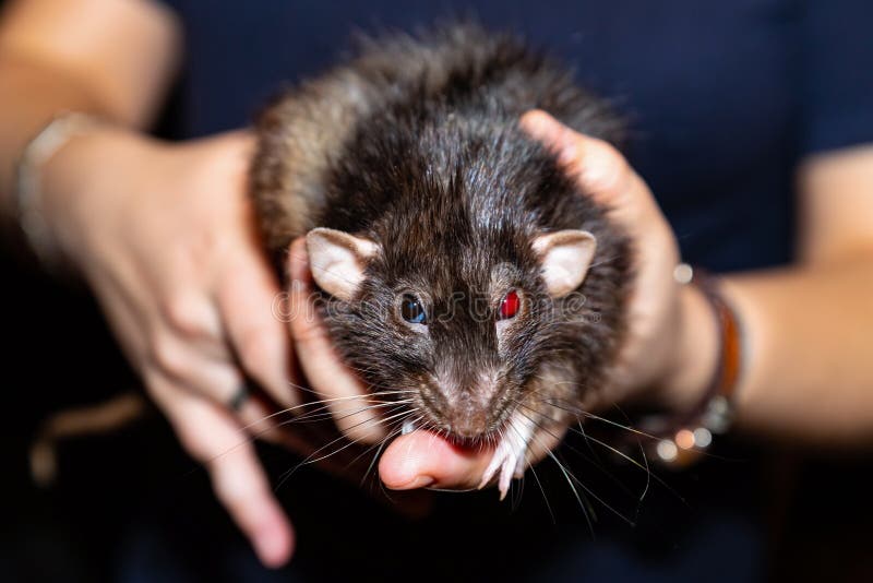 Сердитая черная крыса пушистая с яркими красными глазами, сидя в его руках,  ждать вспугнутых визит к взглядам ветра Стоковое Фото - изображение  насчитывающей смешно, потеха: 167957924
