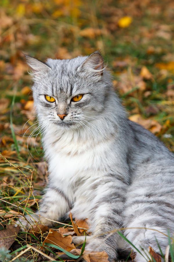 Кот с оранжевыми глазами