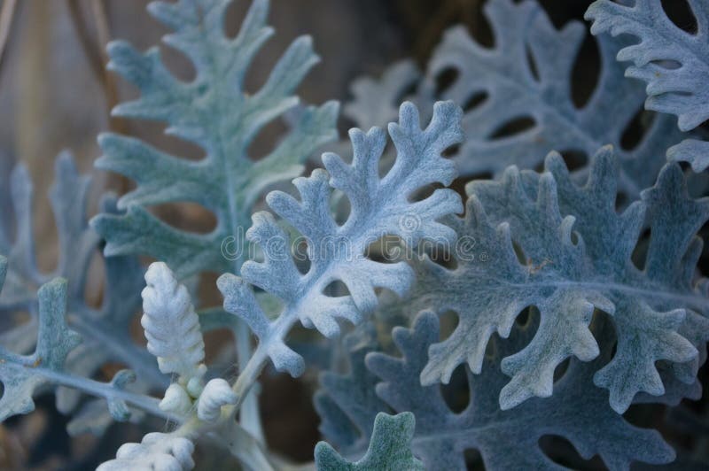 Цинерария серебристая Dusty Miller